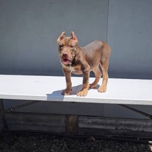 Zeus