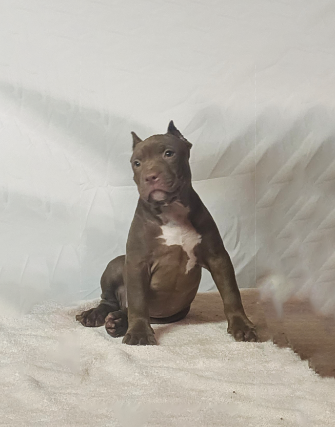 Puppie