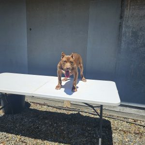 Axel