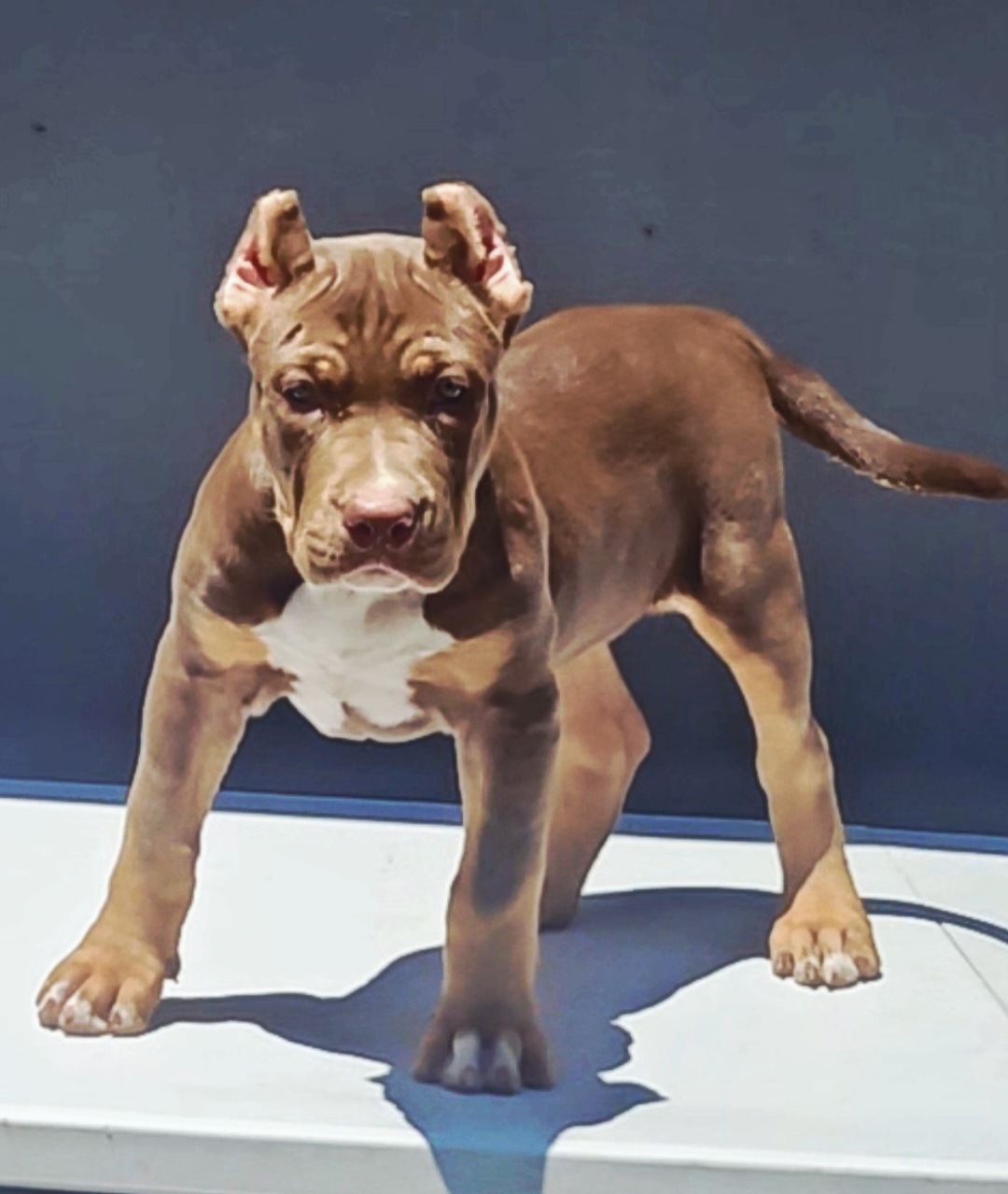 Puppie