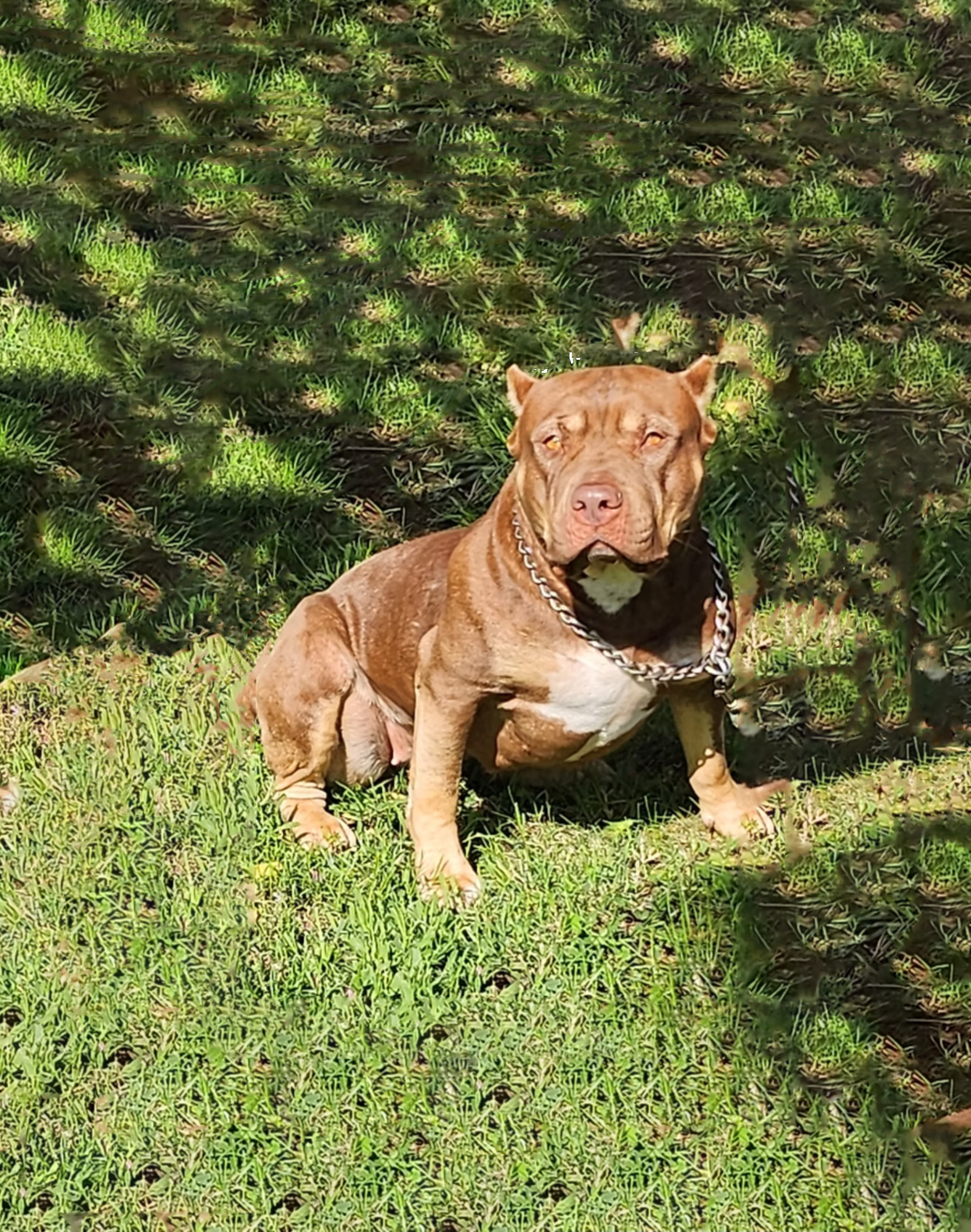 Puppie