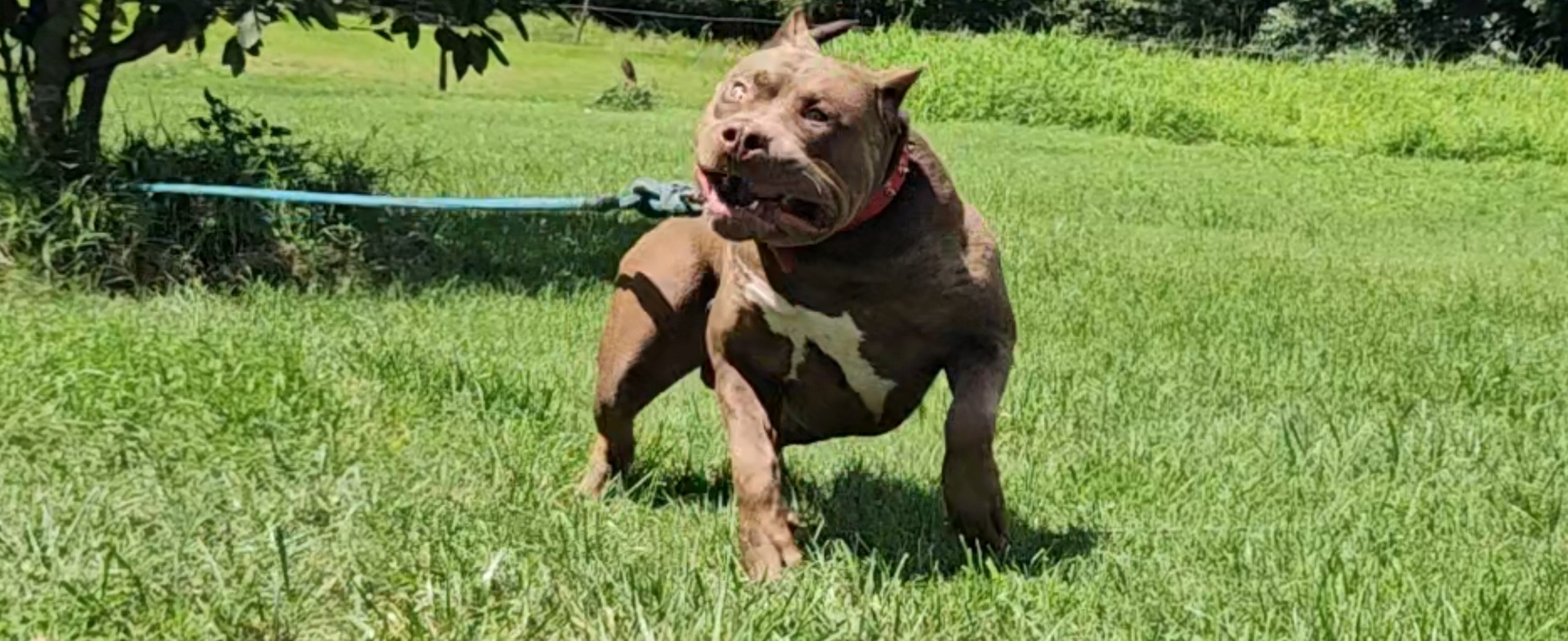 Puppie