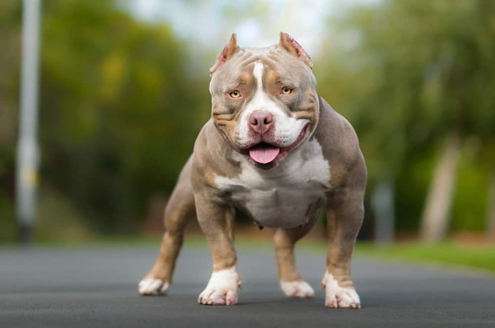 Finding a Healthy, Well-Raised American Bully